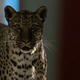 Illustration for article titled Leopards Steal the Show (And a Lot of Lives) In This Week's Double Episode of Zoo